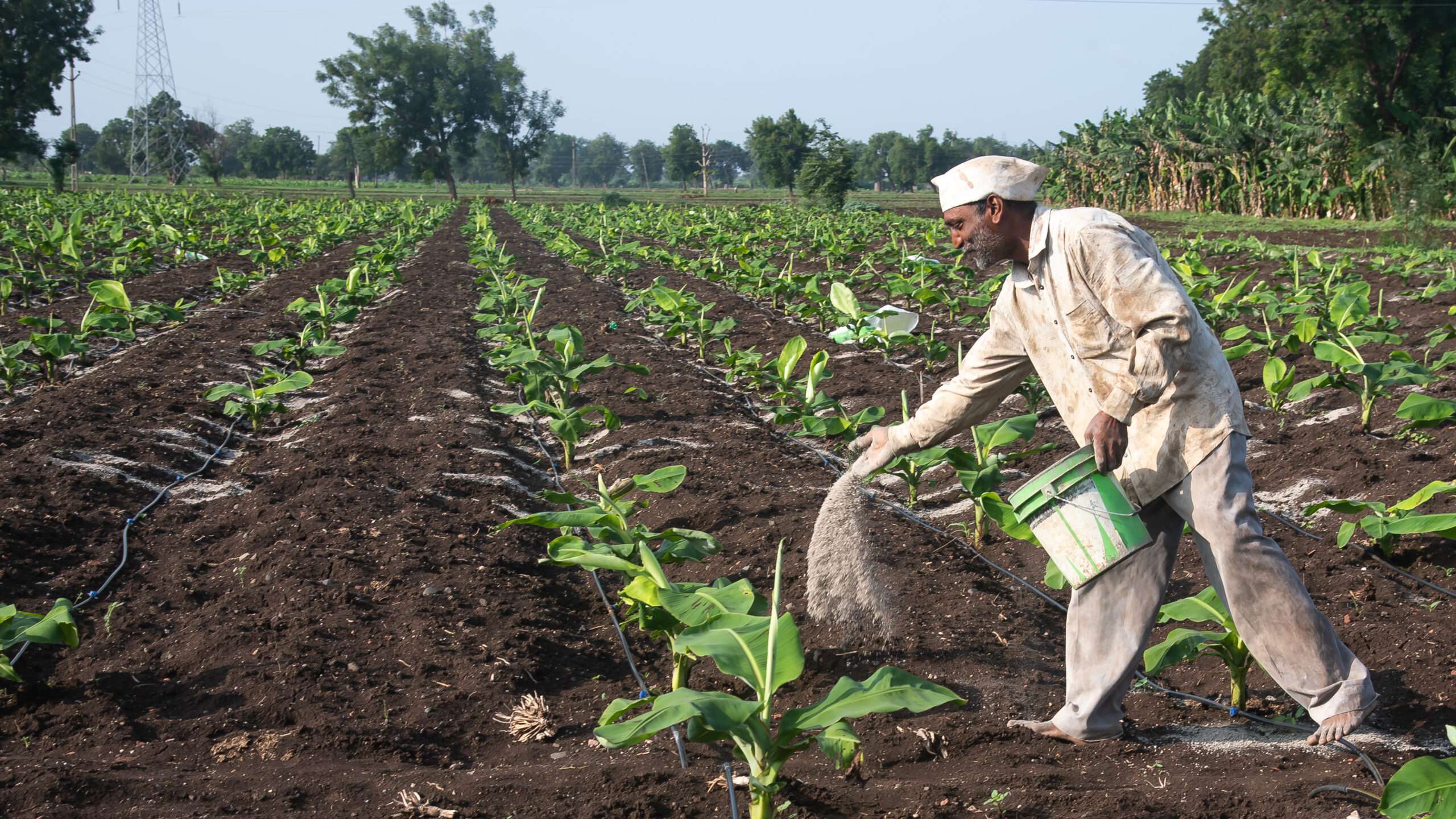 Argentina used more fertilizer as agricultural land shrank