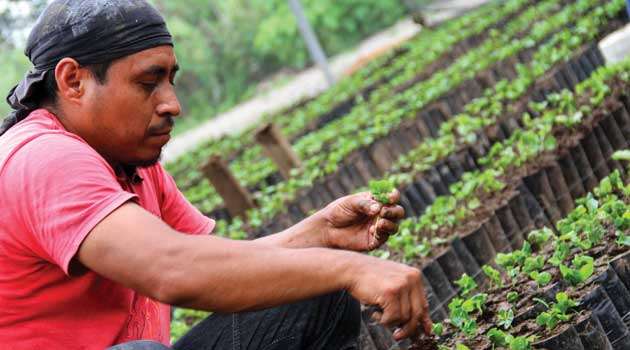 African immigrant scale is rising, but country paths differ